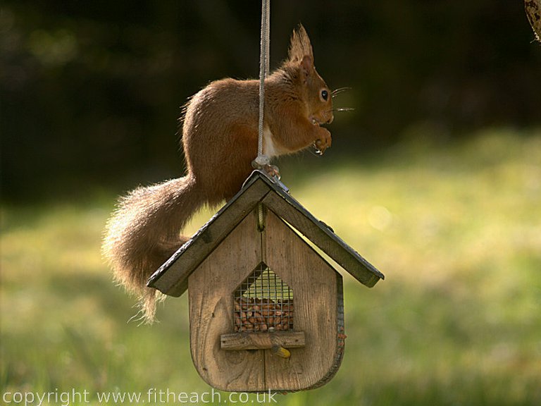 Roderick on the peanut feeder