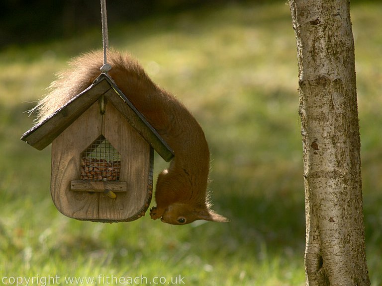 Roderick the squirrel