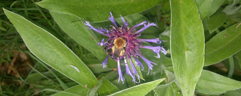 Moss Carder Bumblebee