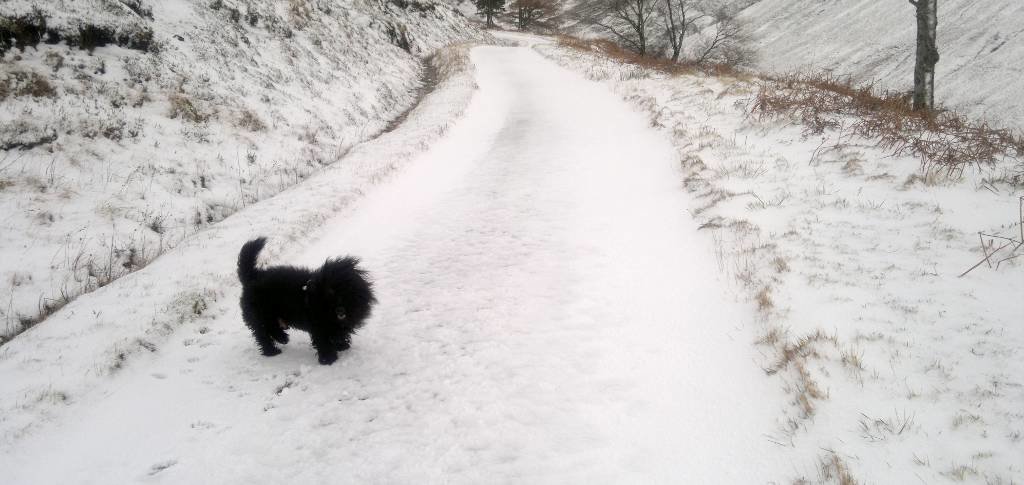 Neachdainn the Scottie in snow