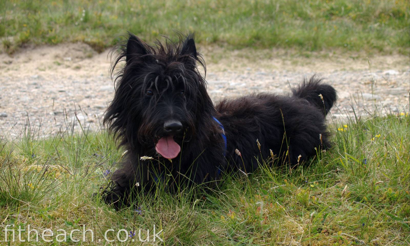 Typical pose for a Scottish or Aberdeen Terrier