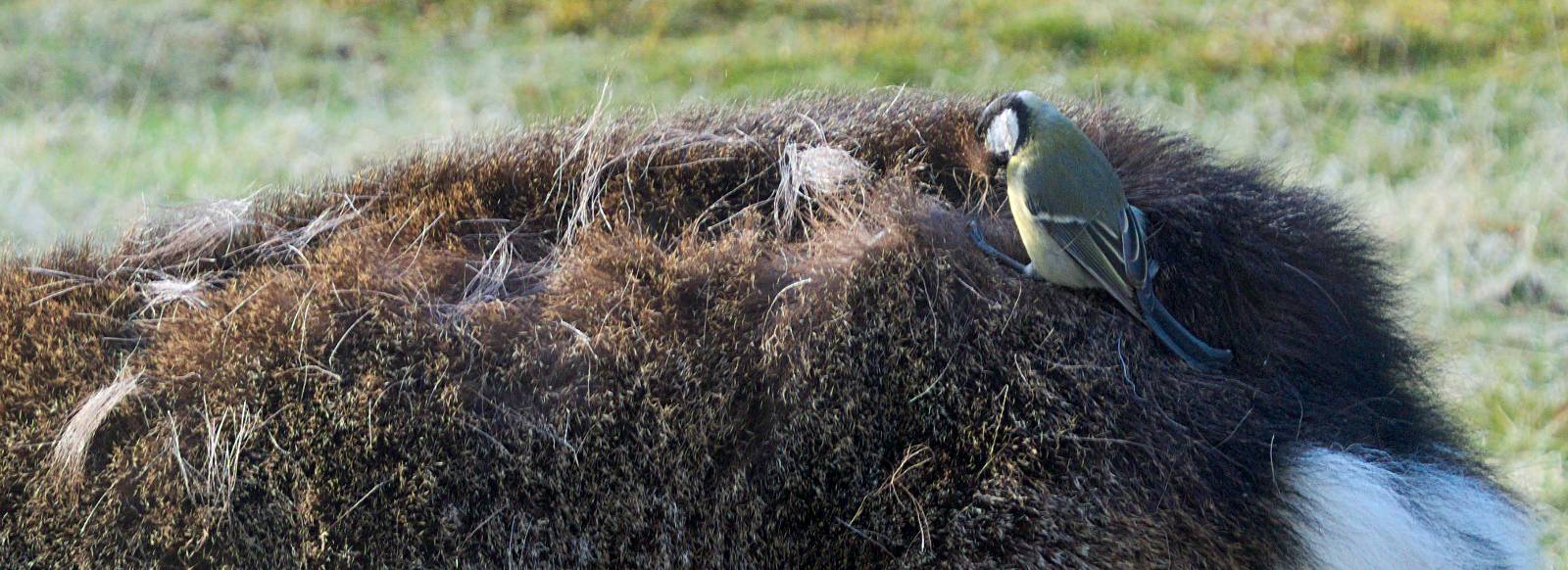 Sika deer being stripped of hair bya great tit