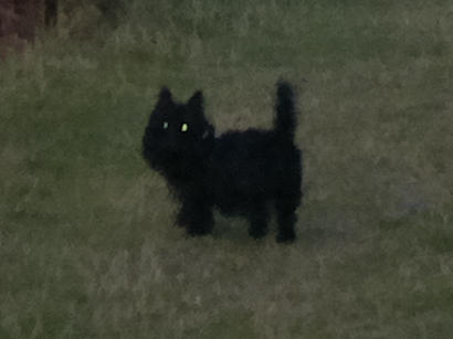 Neachdainn, the Scottish Terrier, standing at the loch shore, and this time the closer view shows the glint in his eyes.