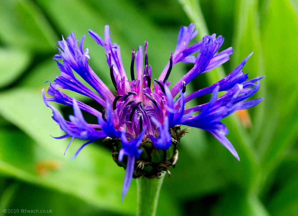 Photo of a wild cornflower