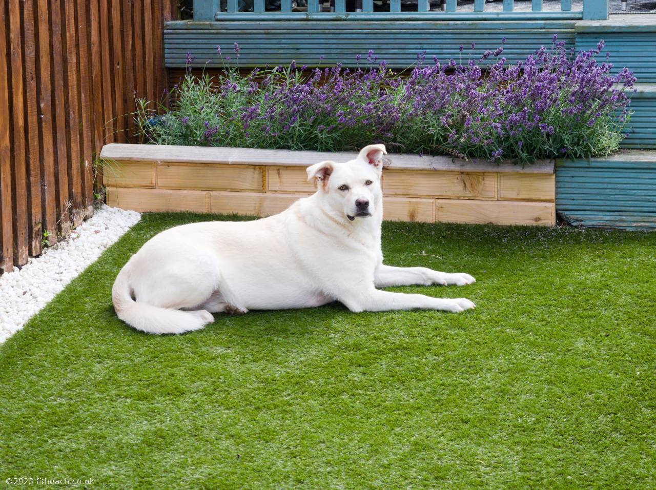 Gruoch, the white Akbash dog, lying in the garden, in a sphinx-like pose, with her head towards the camera