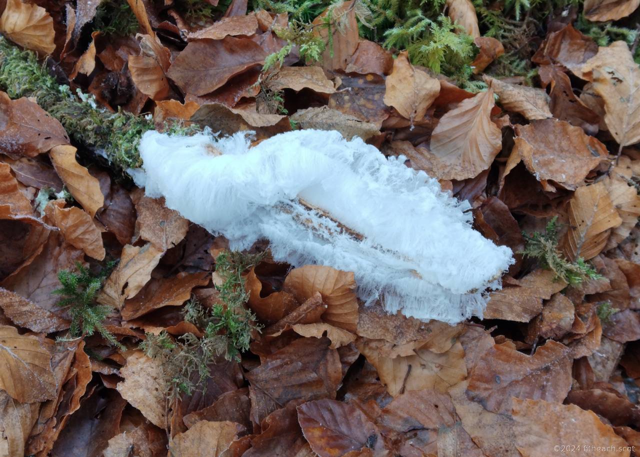 Another example of Hair Ice on a small beech branch.