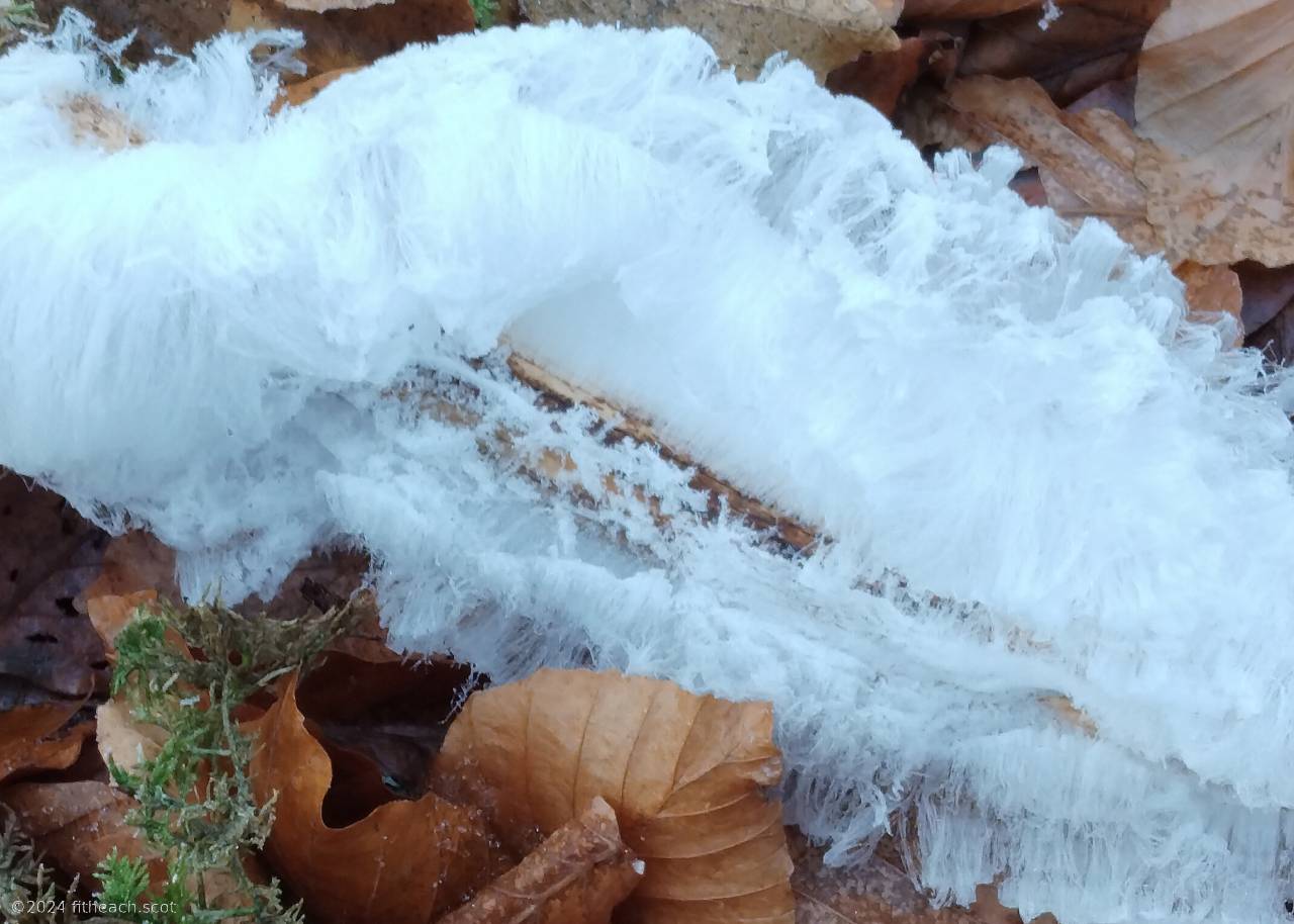 A closer view of the Hair Ice, where it is possible to see the individual filaments which make up the Hair Ice "beard".