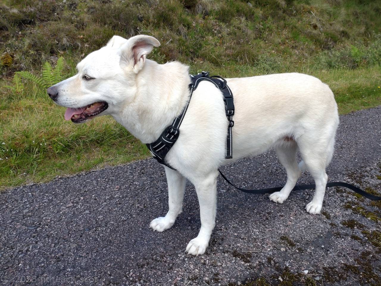 Gruoch, the white Akbash dog, standing at the side of a tarmac road, with a grassy verge and heather-clad hillside behind her.